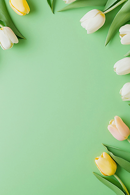 JPG 식물 편집이미지 꽃잎 꽃 백그라운드 잎 자연 초록색 봄 튤립 편집실사 AI포토 AI콘텐츠 계절 컬러 CG 생태계 파일형식