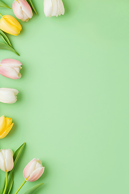 JPG 식물 편집이미지 꽃 잎 자연 봄 튤립 녹색배경 편집실사 AI포토 AI콘텐츠 계절 백그라운드 초록색 CG 생태계 파일형식