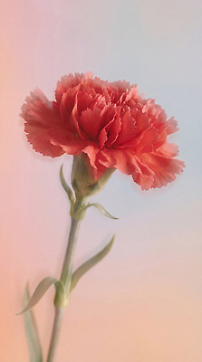 JPG 식물 편집이미지 꽃 줄기 꽃다발 백그라운드 빨간색 어버이날 스승의날 카네이션 감사 편집실사 AI컴퓨터그래픽 AI콘텐츠 기념일 감정 컬러 CG 파일형식