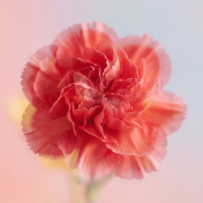 JPG 식물 편집이미지 꽃 백그라운드 어버이날 스승의날 카네이션 감사 편집실사 AI컴퓨터그래픽 AI콘텐츠 기념일 감정 CG 파일형식