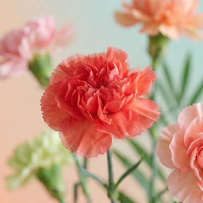 JPG 식물 편집이미지 꽃 줄기 빨간색 어버이날 스승의날 카네이션 감사 편집실사 AI컴퓨터그래픽 AI콘텐츠 기념일 감정 컬러 CG 파일형식