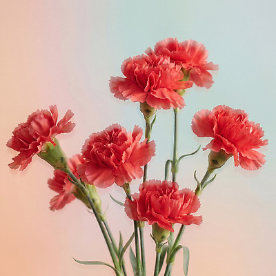 JPG 식물 편집이미지 꽃 꽃다발 백그라운드 장식 어버이날 스승의날 카네이션 감사 편집실사 AI컴퓨터그래픽 AI콘텐츠 기념일 감정 CG 파일형식