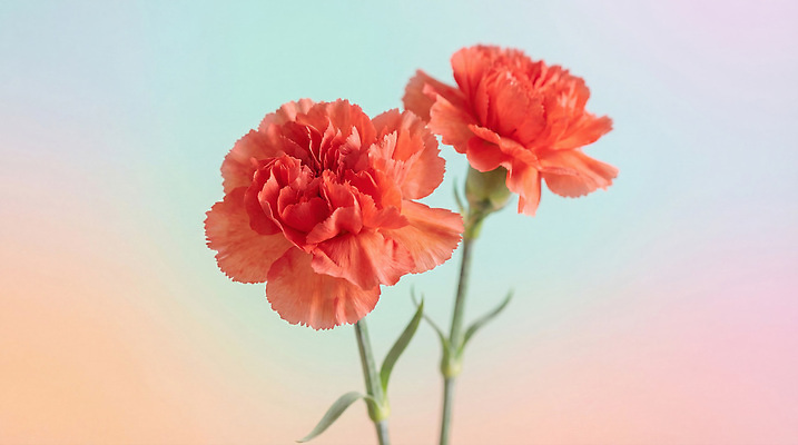 JPG 식물 편집이미지 꽃 줄기 백그라운드 어버이날 스승의날 카네이션 감사 편집실사 AI컴퓨터그래픽 AI콘텐츠 기념일 감정 CG 파일형식