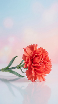 JPG 식물 편집이미지 꽃 꽃다발 백그라운드 장식 어버이날 스승의날 카네이션 감사 편집실사 AI컴퓨터그래픽 AI콘텐츠 기념일 감정 CG 파일형식