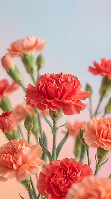 JPG 식물 편집이미지 꽃 꽃다발 장식 어버이날 스승의날 카네이션 감사 편집실사 AI컴퓨터그래픽 AI콘텐츠 기념일 감정 CG 파일형식