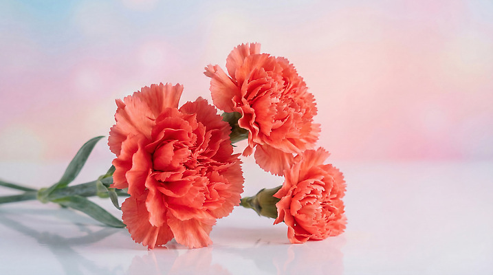 JPG 식물 편집이미지 꽃 백그라운드 장식 어버이날 스승의날 카네이션 감사 편집실사 AI컴퓨터그래픽 AI콘텐츠 기념일 감정 CG 파일형식