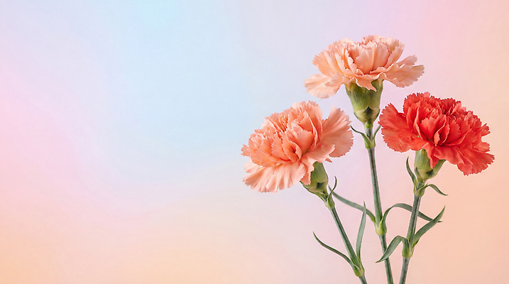 JPG 식물 편집이미지 꽃 백그라운드 선물 장식 어버이날 스승의날 카네이션 감사 편집실사 AI컴퓨터그래픽 AI콘텐츠 기념일 감정 CG 파일형식