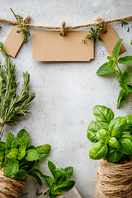 JPG 식물 편집이미지 줄 재료 프레임 실내 초록색 꼬리표 작업 민트 허브 원예 정리 바질 로즈메리 홈가드닝 편집실사 AI포토 AI콘텐츠 컬러 취미 내부 라벨 CG 파일형식