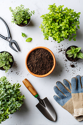 JPG 식물 편집이미지 화분 잎 탁자 프레임 파란색 정원 흙 허브 원예 심기 원예용품 홈가드닝 편집실사 AI포토 AI콘텐츠 컬러 가구 생활용품 모션 취미 CG 파일형식