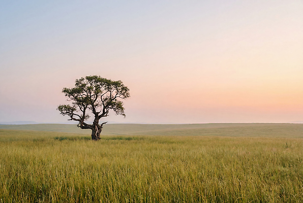 JPG 나무 편집이미지 컬러 자연 하늘 한그루 풍경 초원 평화 고요 저녁 편집실사 AI컴퓨터그래픽 AI콘텐츠 식물 1 컨셉 밤 야간 CG 생태계 파일형식