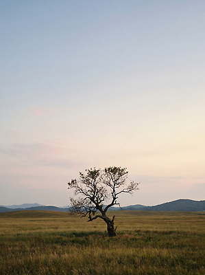 JPG 나무 편집이미지 하늘색 자연 하늘 한그루 풍경 초원 고요 목초지 고독 저녁 산맥 편집실사 AI컴퓨터그래픽 AI콘텐츠 식물 1 감정 산 파란색 목장 밤 야간 CG 생태계 파일형식 초원_자연