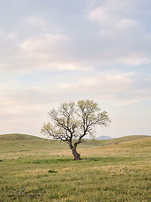 JPG 나무 식물 편집이미지 자연 하늘 한그루 풍경 초원 고독 땅 언덕 편집실사 AI컴퓨터그래픽 AI콘텐츠 1 감정 CG 생태계 파일형식
