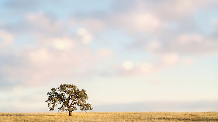 JPG 나무 편집이미지 자연 하늘 한그루 풍경 초원 일출 일몰 지평선 편집실사 AI컴퓨터그래픽 AI콘텐츠 식물 1 노을 CG 생태계 파일형식