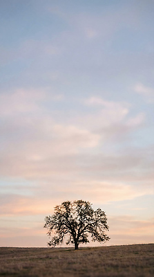 JPG 나무 편집이미지 컬러 자연 하늘 한그루 풍경 생활 일몰 감상 저녁 땅 조용 평원 편집실사 AI컴퓨터그래픽 AI콘텐츠 식물 1 노을 밤 야간 CG 생태계 파일형식