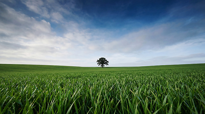 JPG 나무 식물 편집이미지 자연 하늘 한그루 풍경 초원 초록색 성장 땅 평야 편집실사 AI컴퓨터그래픽 AI콘텐츠 1 컬러 CG 생태계 파일형식