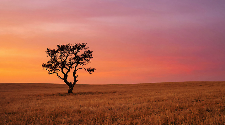 JPG 나무 편집이미지 컬러 자연 하늘 한그루 풍경 초원 촬영 일몰 고독 땅 오후 평야 편집실사 AI컴퓨터그래픽 AI콘텐츠 식물 1 감정 노을 CG 생태계 파일형식
