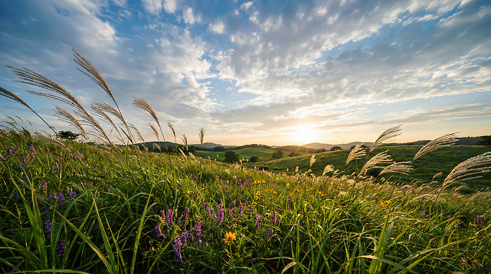 JPG 편집이미지 꽃 자연 하늘 바람 산 풍경 초원 초록색 햇빛 태양 일몰 언덕 편집실사 AI포토 AI콘텐츠 자연요소 식물 컬러 날씨 노을 CG 생태계 파일형식