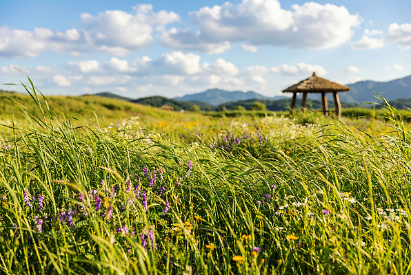 JPG 나무 편집이미지 꽃 자연 하늘 산 풍경 초원 여름 시골 오후 편집실사 AI포토 AI콘텐츠 식물 계절 CG 생태계 파일형식