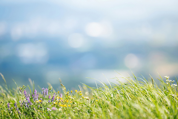 JPG 식물 편집이미지 꽃 자연 바람 풍경 초원 흐림 편집실사 AI포토 AI콘텐츠 자연요소 날씨 CG 생태계 파일형식