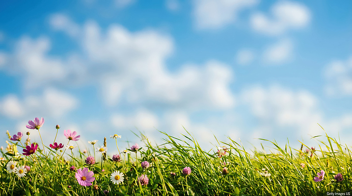 JPG 식물 편집이미지 꽃 자연 하늘 바람 풍경 초원 여름 빛 봄 편집실사 AI포토 AI콘텐츠 자연요소 계절 날씨 CG 생태계 파일형식