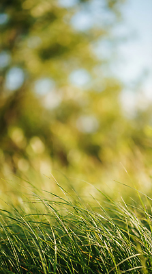 JPG 식물 편집이미지 자연 바람 풍경 초원 여름 햇빛 편집실사 AI포토 AI콘텐츠 자연요소 계절 날씨 태양 CG 생태계 파일형식