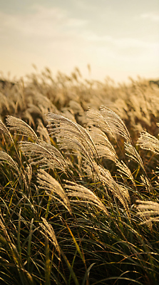JPG 편집이미지 자연 하늘 바람 풍경 햇빛 노을 저녁 흔들림 편집실사 AI포토 AI콘텐츠 자연요소 모션 날씨 태양 밤 야간 CG 생태계 파일형식