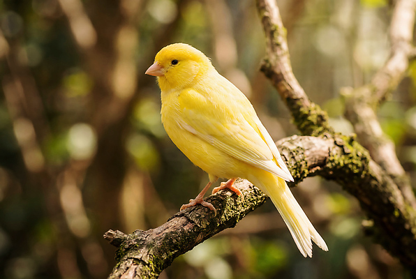 JPG 나무 식물 동물 편집이미지 자연 조류 햇빛 나뭇가지 숲 편집실사 AI포토 AI콘텐츠 태양 CG 생태계 파일형식