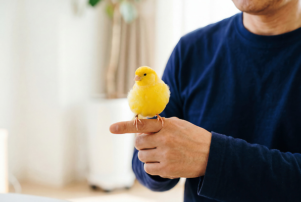 JPG 편집이미지 손 남자 손가락 조류 집안 실내 반려동물 즐거움 활기 의료성형뷰티 편집실사 AI인물포토 AI콘텐츠 동물 감정 컨셉 사람 내부 신체부위 CG 파일형식 AI포토