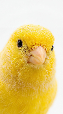 JPG 동물 편집이미지 조류 털 노란색 눈 편집실사 AI포토 AI콘텐츠 컬러 CG 파일형식