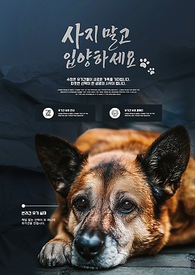 PSD 템플릿 가족 안내 사랑 안전 반려동물 강아지 보호 전단 보살핌 유기견 입양 이미지템플릿 동물 감정 컨셉 관계 개 홍보물 파일형식 유기동물