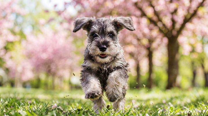 JPG 나무 편집이미지 공원 꽃 잔디 반려동물 달리기 햇빛 산책 강아지 슈나우저 편집실사 AI포토 AI콘텐츠 식물 동물 공공시설 모션 휴식 빛 개 CG 파일형식