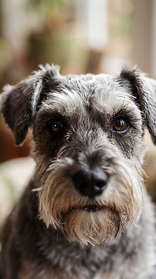 JPG 편집이미지 얼굴 반려동물 귀여움 강아지 슈나우저 소형견 편집실사 AI포토 AI콘텐츠 동물 컨셉 신체부위 개 CG 파일형식