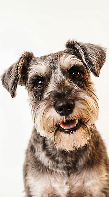 JPG 편집이미지 표정 반려동물 개 슈나우저 편집실사 AI포토 AI콘텐츠 동물 포유류 CG 파일형식