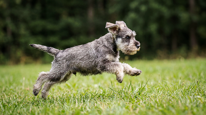 JPG 나무 편집이미지 자연 초원 달리기 운동 햇빛 강아지 슈나우저 놀기 편집실사 AI포토 AI콘텐츠 식물 모션 건강 빛 반려동물 개 CG 생태계 파일형식
