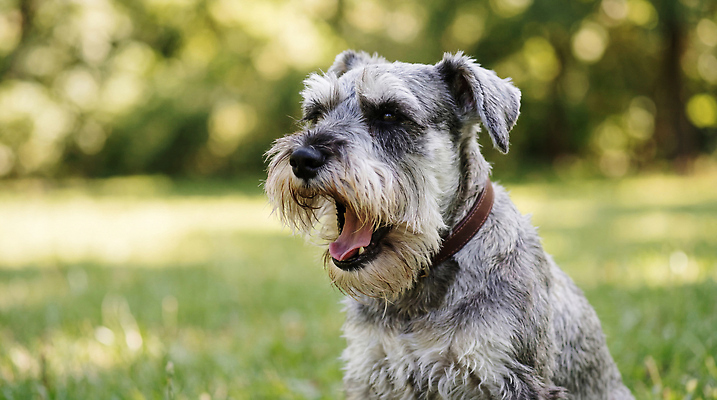 JPG 나무 동물 편집이미지 응시 공원 자연 앉기 반려동물 햇빛 산책 개 슈나우저 편집실사 AI포토 AI콘텐츠 식물 시선 공공시설 포유류 모션 휴식 빛 CG 생태계 파일형식