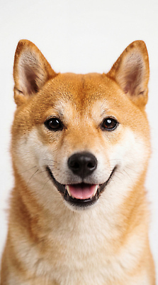 JPG 동물 편집이미지 응시 행복 반려견 웃음 갈색 귀여움 개 시바견 편집실사 AI포토 AI콘텐츠 시선 감정 컬러 컨셉 포유류 표정 반려동물 CG 파일형식