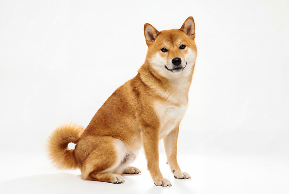 JPG 동물 편집이미지 실내 앉기 반려동물 갈색 사진촬영 개 주위 시바견 편집실사 AI포토 AI콘텐츠 컬러 포유류 모션 내부 촬영 CG 파일형식