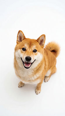 JPG 동물 편집이미지 포즈 웃음 반려동물 귀여움 일본 개 강아지 흰배경 시바견 편집실사 AI포토 AI콘텐츠 아시아 백그라운드 컨셉 포유류 표정 흰색 CG 파일형식