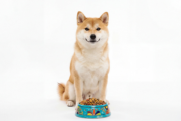 JPG 편집이미지 그릇 행복 음식 포즈 앉기 반려동물 식사 흰색 강아지 먹이 개사료 시바견 편집실사 AI포토 AI콘텐츠 동물 식기 감정 컬러 모션 개 CG 파일형식