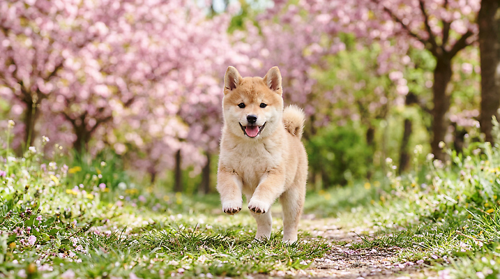 JPG 나무 편집이미지 꽃 길 자연 반려동물 달리기 봄 산책 강아지 즐거움 시바견 편집실사 AI포토 AI콘텐츠 식물 동물 계절 감정 모션 휴식 개 CG 생태계 파일형식