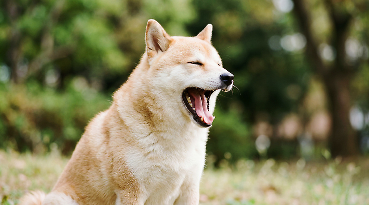 JPG 나무 동물 편집이미지 공원 반려견 자연 앉기 잔디 야외 여름 풀 강아지 하품 동반자 시바견 편집실사 AI포토 AI콘텐츠 식물 계절 공공시설 모션 반려동물 개 CG 생태계 생리현상 파일형식