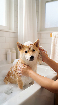 JPG 편집이미지 욕조 물 반려동물 수건 목욕 거품 욕실 강아지 씻기 샴푸 주인 의료성형뷰티 시바견 편집실사 AI인물포토 AI콘텐츠 자연요소 동물 위생용품 청결 개 CG 파일형식 AI포토