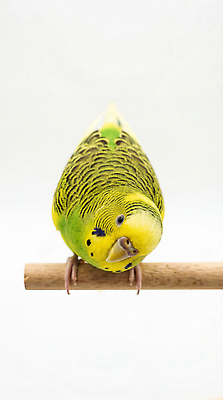 JPG 동물 편집이미지 포즈 조류 일상 초록색 반려동물 귀여움 나뭇가지 관찰 깃털 앵무새 편집실사 AI포토 AI콘텐츠 나무 컬러 컨셉 모션 라이프 CG 파일형식