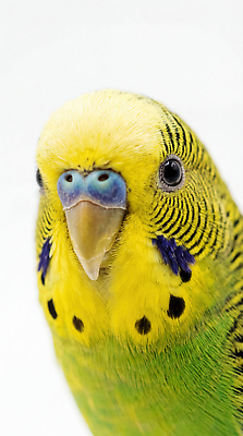 JPG 동물 편집이미지 조류 실내 초록색 반려동물 노란색 귀여움 앵무새 편집실사 AI포토 AI콘텐츠 컬러 컨셉 내부 CG 파일형식