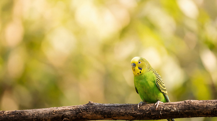 JPG 나무 동물 편집이미지 포즈 조류 초록색 숲 앵무새 새소리 편집실사 AI포토 AI콘텐츠 식물 컬러 CG 파일형식