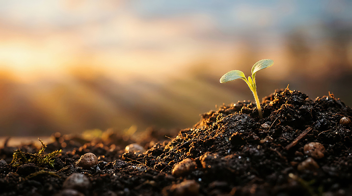 JPG 식물 편집이미지 농업 자연 생명 새싹 환경 일몰 흙 성장 땅 편집실사 AI포토 AI콘텐츠 산업 노을 CG 생태계 파일형식