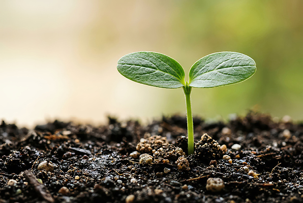 JPG 식물 편집이미지 자연 생명 농작물 새싹 환경 흙 성장 묘목 편집실사 AI포토 AI콘텐츠 나무 농업 CG 생태계 파일형식