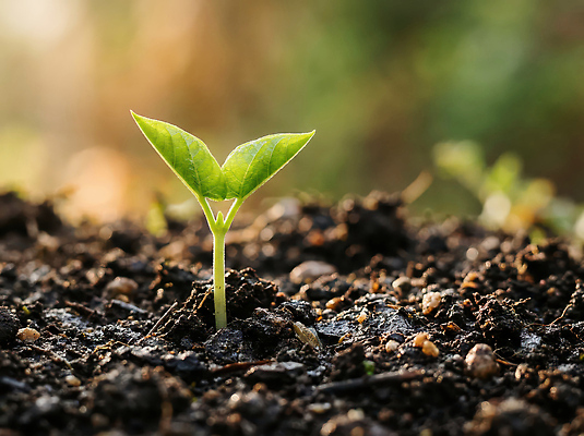 JPG 식물 편집이미지 농업 자연 생명 새싹 환경 흙 성장 땅 원예 편집실사 AI포토 AI콘텐츠 산업 취미 CG 생태계 파일형식