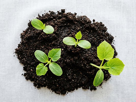 JPG 식물 편집이미지 잎 농업 자연 환경 농사 흙 성장 원예 기르기 편집실사 AI포토 AI콘텐츠 산업 취미 CG 생태계 돌봄 파일형식