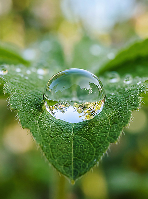 JPG 식물 편집이미지 잎 자연현상 자연 근접촬영 초록색 물 물방울 이슬 편집실사 AI컴퓨터그래픽 AI콘텐츠 자연요소 뷰포인트 컬러 CG 생태계 파일형식